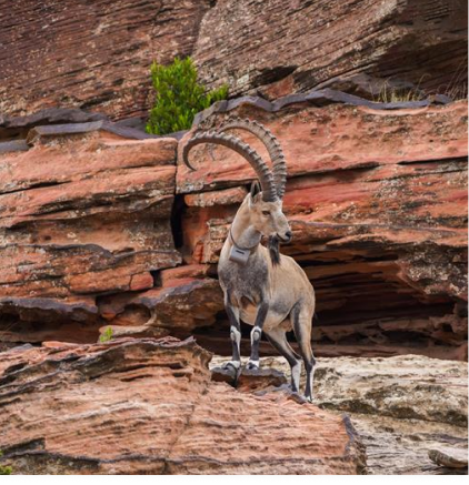 Strengthening the Nubian Ibex Population