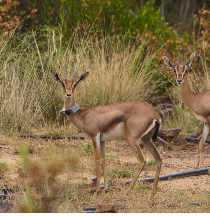 Reintroduction of the Arabian Gazelle